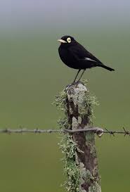 Black And White Bird With Large Orange Beak Spectacled Tyrant Photo By Jquental I Just Like The Name And A Stark Black And White Bird Nature Birds Animals Beautiful Animal Photography