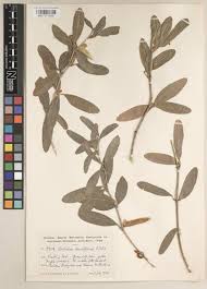 Image result for Physostigma mesoponticum