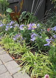 Neverland Agapanthus Shop Online With Plantsbymail Com Agapanthus Trees To Plant Plants