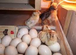 Bahkan untuk persentase yang didapat bahwa hasil telur menetas lebih banyak dibandingkan menetaskan dengan cara dengan posisi bediri, maksimal 1080 butir telur ayam atau bebek bisa masuk kedalamnya. Inilah Cara Yang Benar Untuk Memilih Telur Yang Akan Di Tetaskan 7saudara Com Travel 7 Saudara