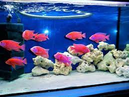 malawi barsche aulonocara fire fish coral red in bayern rosenheim barsche fische ebay