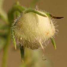 Image result for Xenostegia pinnata