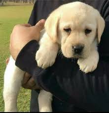 Se anche tu vuoi prendere un cane per te visita uno dei tanti allevamenti cani che ci sono in tutta italia. Regalo Labrador Da Volontario A Palermo Regalo Cuccioli Di Labrador Cioccolato