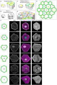 Maybe you would like to learn more about one of these? Epidermal Cell Turnover Across Tight Junctions Based On Kelvin S Tetrakaidecahedron Cell Shape Elife