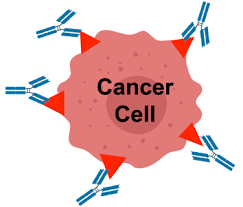 Monoclonal antibodies in the treatment of cancer, part 1. Targeted Antibodies Mabs Adcs Bites And More Cancer Research Institute Cri