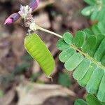 Image result for Abrus canescens