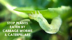 Handpick the caterpillars and check for eggs. Stop Plants Leaves Eaten By Worms Caterpillars Youtube