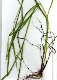 Image result for Paspalum scrobiculatum