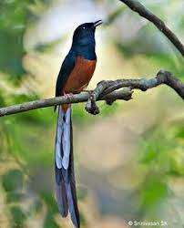 Mmurai Batu Medan Gambar Burung Burung Burung Cantik