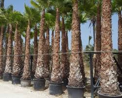 Image result for Washingtonia robusta