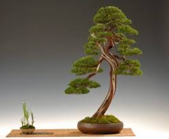 Bonsai bakımları çok zor olmamakla beraber dikkat edilmesi gereken bazı durumlar vardır. Bonsai Agaci Nasil Yetistirilir 20 Kritik Bakim Ipucu