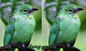 Nama ilmiah burung cucak ijo adalah sonnerati. Ini Dia Tips Cara Membedakan Cucak Ijo Jantan Dan Betina Paling Jitu
