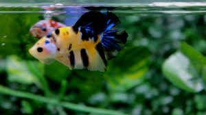 Generally, the base body of this variety is cellophane with black and red spots of color that resemble. Yellow Koi Galaxy Betta Fish Istana Betta Fish Youtube