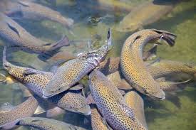 According to the company's preliminary analysis, which remains subject to change, an identified design weakness from its ras supplier caused significant … Atlantic Sapphire Turns To Trout As Losses Deepen The Fish Site