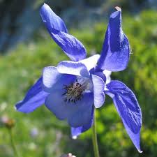 Liste de plantes à fleur de couleur bleue. Fleur Bleue Liste Ooreka