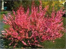 * may eat when new or any low down growth. Flowering Almond 2m High 1 25m Wide A Dense Mass Of Double Pink Blossoms Cover This Very Popular Shrub In May Grows Trees To Plant Flowering Shrubs Plants