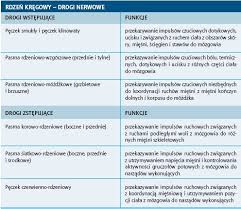 Rdzeń kręgowy nerwy rdzeniowe impuls nerwowy istota szara istota biała nerw rdzeniowy korzeń grzbietowy korzeń brzuszny. Rdzen Kregowy