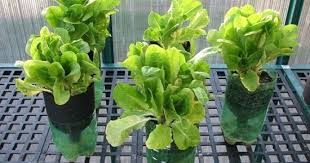 Bisa pakai media tanam pot atau bahkan hidroponik air di dalam botol. Nih Cara Menanam Sawi Secara Hidroponik Sederhana Aquaponics Hidroponik Menanam Sayuran