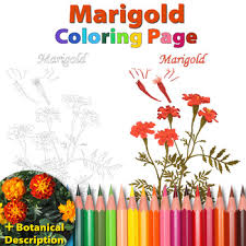 It is currently unknown when marigold was first used as a colour name, although the new zealand author katherine mansfield used it to describe a hair colour in her short story something childish but very natural. Marigold Coloring Page And Botanical Description Card By Jeanne Myhill