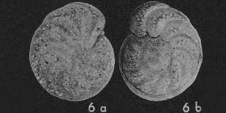 Image result for Cibirhiza