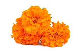 However, some sources list french and african marigolds as unsafe for bunnies, so it's best to steer clear of these varieties. Can Rabbits Eat Marigolds We Re All About Pets