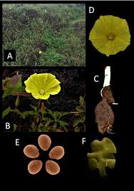 Image result for Merremia kentrocaulos