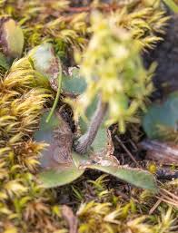 Image result for Holothrix villosa