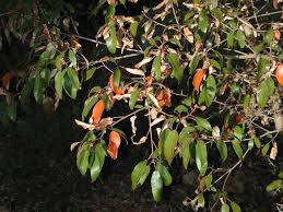 Image result for Croton gratissimus