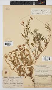 Image result for Hirpicium bechuanense