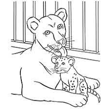 There are simple outline drawings perfect for toddlers, while. Top 25 Free Printable Zoo Coloring Pages Online