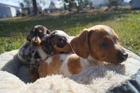 Miniature Dapple Dachshund Puppies For Sale In Sandton Dogs Puppies Dog Breeders Gallery 100387