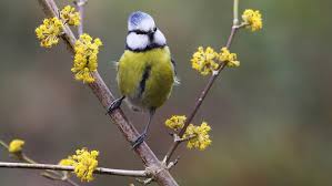Immergrünes zeug steht in jedem garten, einheimische pflanzen machen ihren garten zu etwas. Eine Hecke Fur Vogel Und Insekten Pflanzen Ndr De Ratgeber Garten