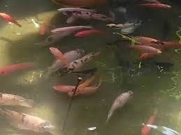 Kolam Bagus Ikan Nila Merah Youtube