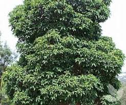 Image result for Lophostemon confertus