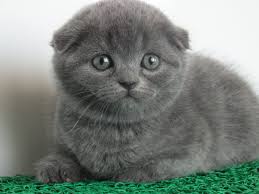 British Shorthair Scottish Fold Golden Tabby Yavrular Nettepet Com