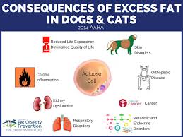 National pet month is unique in bringing together animal welfare charities, professional bodies, pet. Association For Pet Obesity Prevention