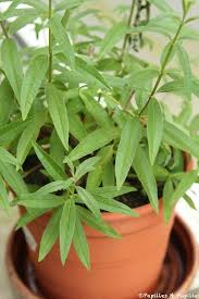 Verveine Citronnelle Citronnelle Plantes Comestibles Verveine