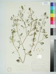 Image result for Ranunculus rionii