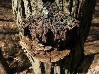 Image result for Phellinus rimosus