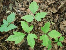 Maybe you would like to learn more about one of these? Poison Ivy How To Treat A Poison Ivy Rash Identify The Plant And Use Home Remedies The Old Farmer S Almanac