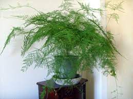 Asparagus Setaceus Asparagus Fern Fern Plant Indoor Plants