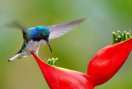 5 Fakta Menarik Burung Kolibri Yang Mengagumkan Burungnya Com