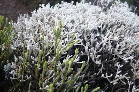 Image result for Crambe kilimandscharica