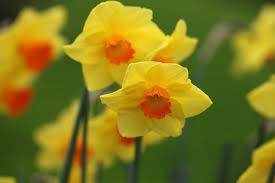 Pin On Flowers Daffodils Narcissus
