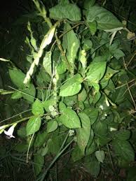 Image result for Asystasia malawiana