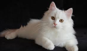 Jangan sampai anda menyesal adaptasi kucing juga semakin mudah jika dia diberikan makanan sesuai dengan kebiasaannya. Daftar Harga Kucing Anggora Semua Jenis 2021 Lengkap
