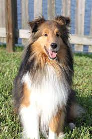 the great brycini sheltie dogs collie dog sheltie breeders