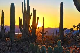 An Insider's Guide to Arizona's Saguaro National Park