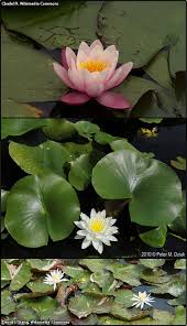 Image result for Nymphaeaceae