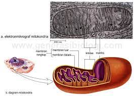 Mengapa negara laos mendapat sebutan the land lock. Struktur Dan Fungsi Organel Mitokondria Artikel Lengkap Kampung Ilmu Artikel Motivasi Motivasi Belajar Materi Pelajaran